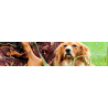 Chien